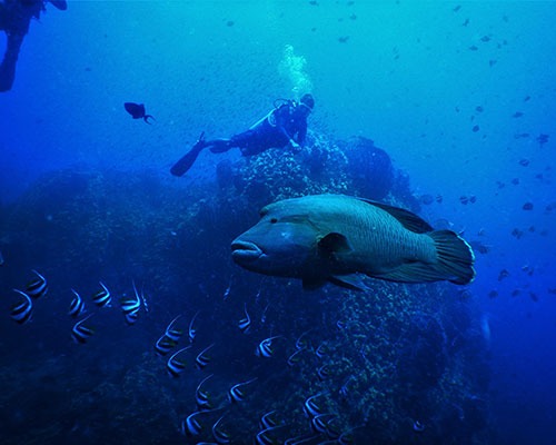 Scuba Diving for Certified Divers | PADI Scuba Dive Resort | Best Scuba Diving in Havelock